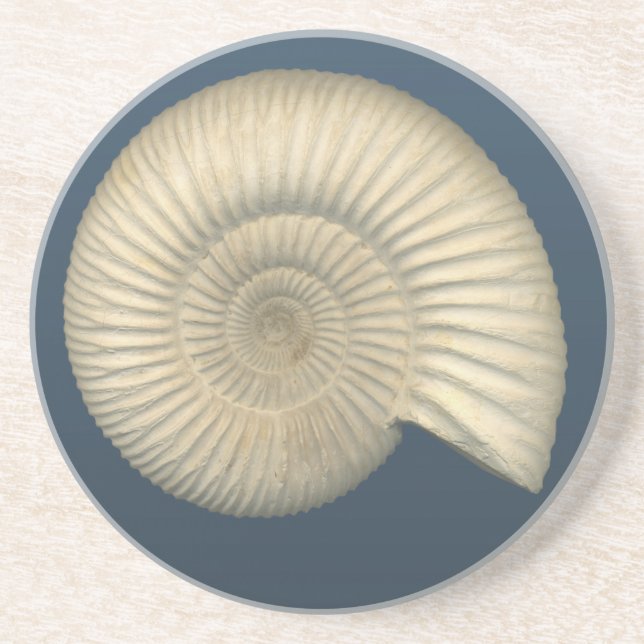 Perisphinctes Ammonite Coaster (Front)