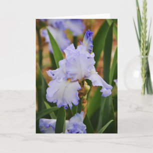 Periwinkle Blue Iris Flower Note Card