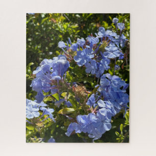 Periwinkle Cape Plumbago, Oakland Jigsaw Puzzle