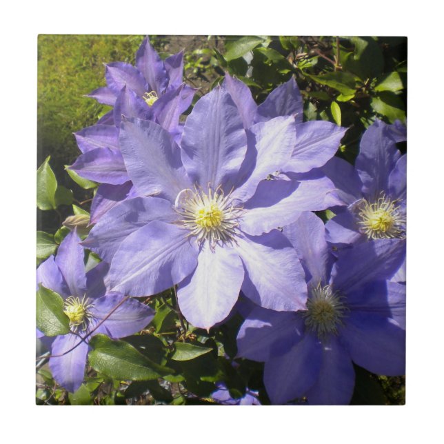 Periwinkle Clematis Tile (Front)