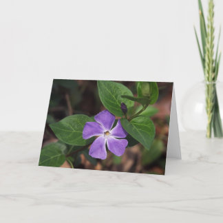 Periwinkle Flower Card