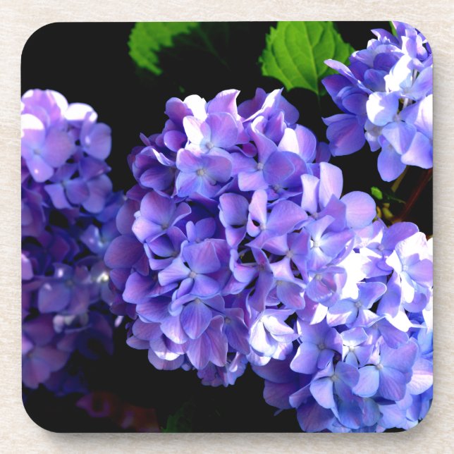Periwinkle hydrangeas purple blue flower floral coaster (Front)