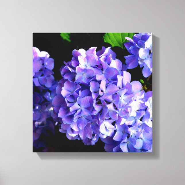 Periwinkle hydrangeas purple flowers blue flowers canvas print (Front)