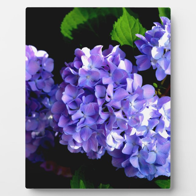 Periwinkle hydrangeas purple flowers blue flowers plaque (Front)