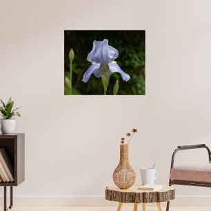 Periwinkle Iris with Raindrops Garden Poster