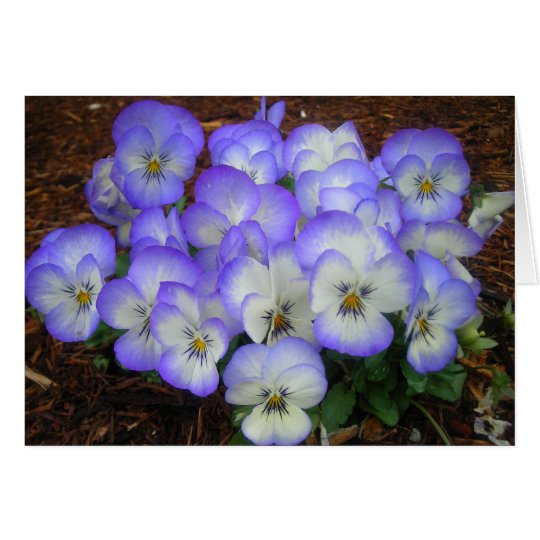 Periwinkle Pansies Card