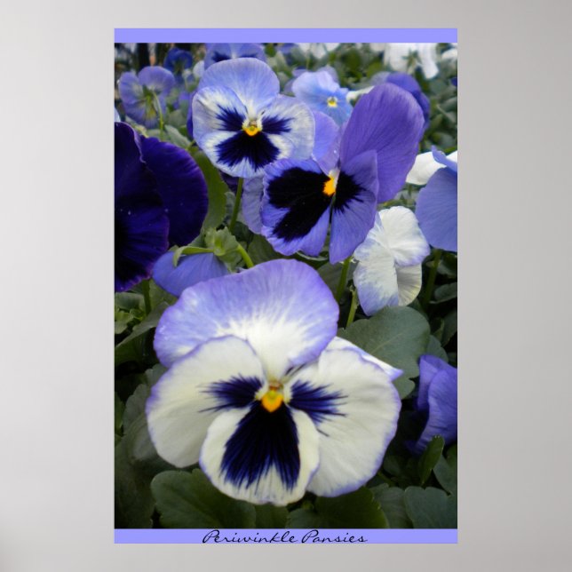 Periwinkle Pansies Poster (Front)