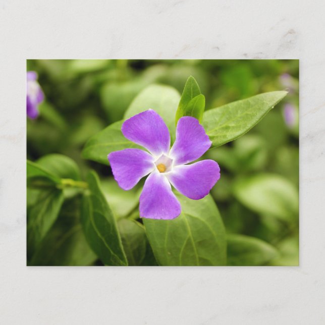Periwinkle Postcard (Front)