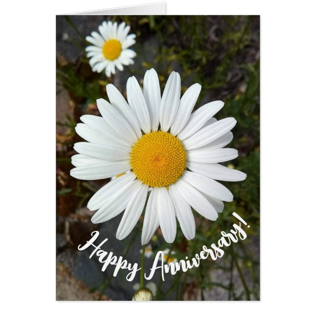 Perky White Daisy Flower Anniversary Card (Front)