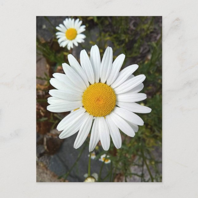Perky White Daisy Flower Postcard (Front)