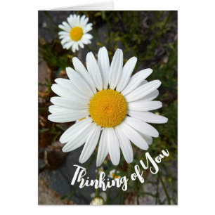 Perky White Daisy Flower Thinking of You Card