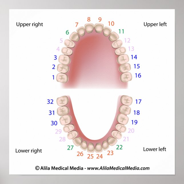 Permanent teeth, adult dentition, numbered, poster (Front)