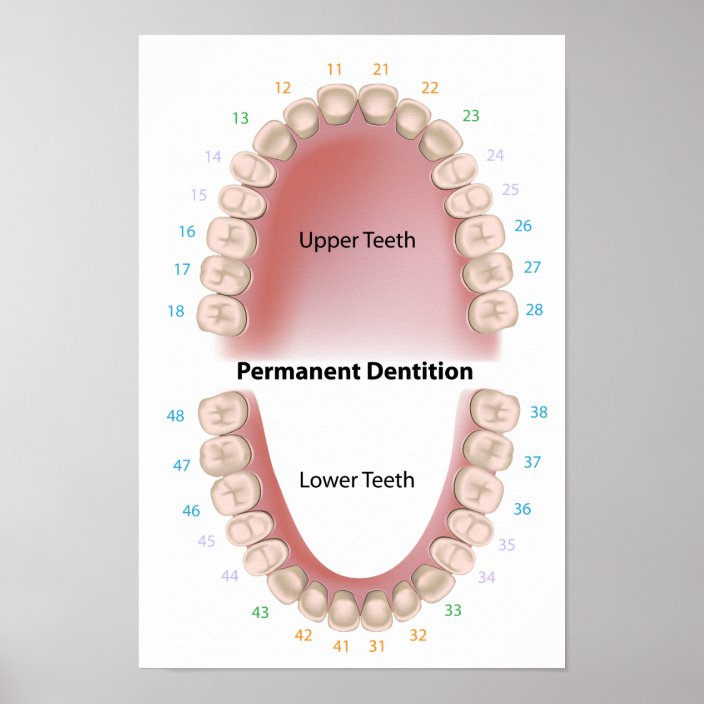 Permanent teeth adult dentition Poster | Zazzle.co.uk