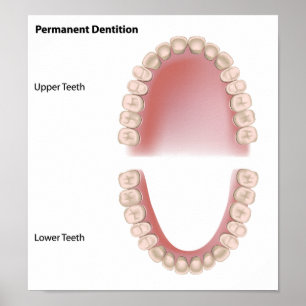 Permanent teeth adult dentition Poster
