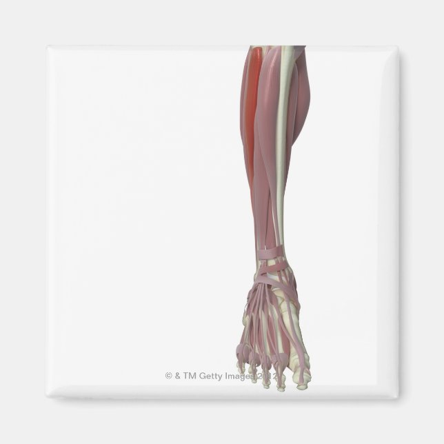 Peroneus Longus Magnet (Front)