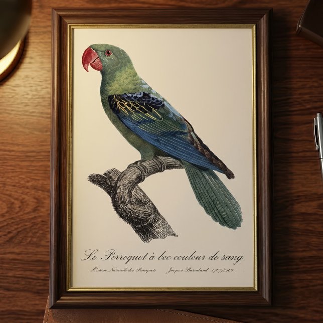 Perroquet a bec couleur sang / Great-billed parrot Photo Print (Great-Billed Parrot, Tanygnathus Megalorynchos. Photo Print)