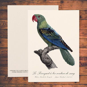 Perroquet a bec couleur sang / Great-billed parrot Thank You Card