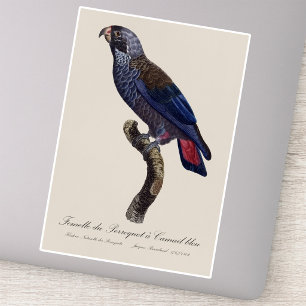 Perroquet a Camail bleu / Dusky parrot 