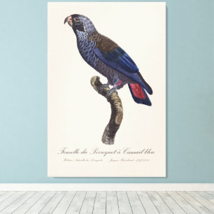Perroquet a Camail bleu / Dusky parrot  Canvas Print