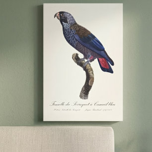 Perroquet a Camail bleu / Dusky parrot  Canvas Print