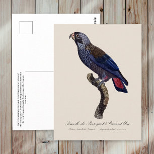 Perroquet a Camail bleu / Dusky parrot  Postcard