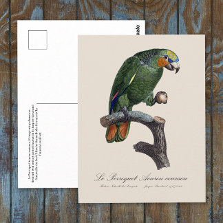 Perroquet Aourou-couraou / Orange-winged amazon  Postcard