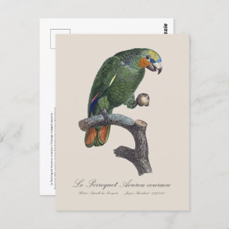 Perroquet Aourou-couraou / Orange-winged amazon Postcard