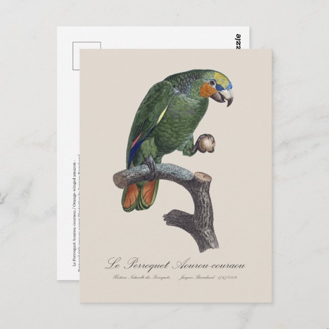 Perroquet Aourou-couraou / Orange-winged amazon  Postcard (Front/Back)