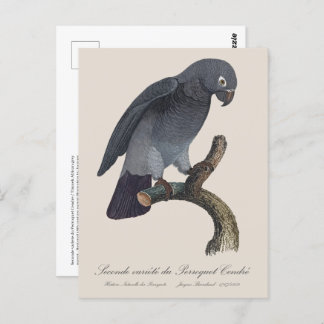 Perroquet Cendre / Timneh African grey parrot Postcard