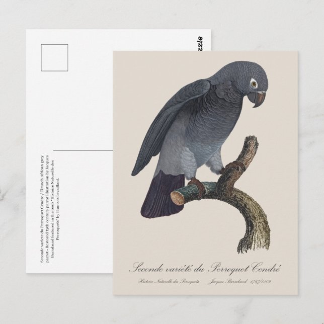 Perroquet Cendre / Timneh African grey parrot   Postcard (Front/Back)