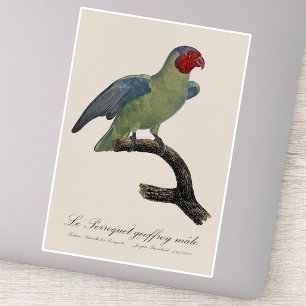 Perroquet geoffroy male / Red cheeked Parrot 