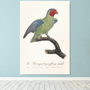 Perroquet geoffroy male / Red cheeked Parrot  Canvas Print