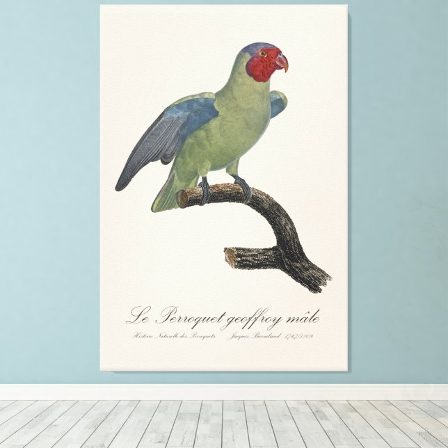 Perroquet geoffroy male / Red cheeked Parrot  Canvas Print (Insitu(Wood Floor))