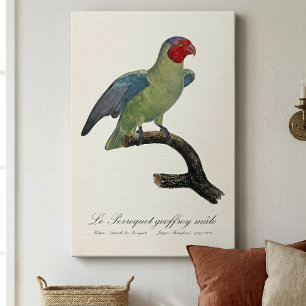 Perroquet geoffroy male / Red cheeked Parrot  Canvas Print