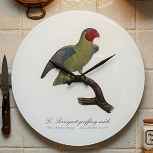 Perroquet geoffroy male / Red cheeked Parrot  Large Clock
