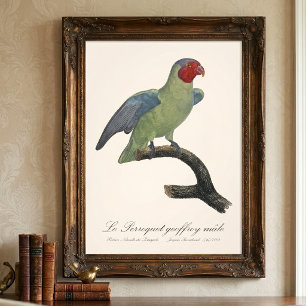 Perroquet geoffroy male / Red cheeked Parrot  Photo Print