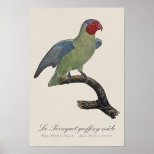 Perroquet geoffroy male / Red cheeked Parrot  Poster