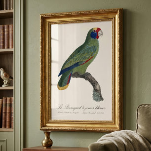 Perroquet  joues bleues / Red-tailed amazon  Photo Print