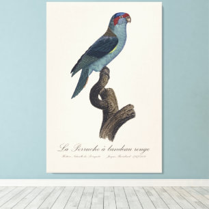 Perruche a bandeau rouge / Musk Lorikeet  Canvas Print