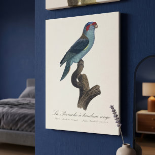 Perruche a bandeau rouge / Musk Lorikeet  Canvas Print