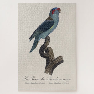 Perruche a bandeau rouge / Musk Lorikeet  Jigsaw Puzzle