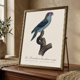 Perruche a bandeau rouge / Musk Lorikeet  Photo Print