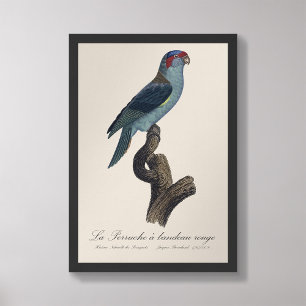 Perruche a bandeau rouge / Musk Lorikeet  Photo Print