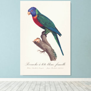 Perruche a tete bleue, femelle / Rainbow lorikeet, Canvas Print
