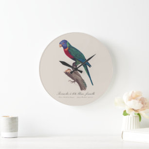 Perruche a tete bleue, femelle / Rainbow lorikeet, Large Clock