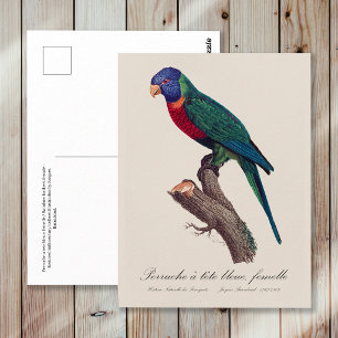 Perruche a tete bleue, femelle / Rainbow lorikeet Postcard
