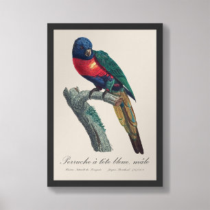 Perruche a tete bleue / Rainbow lorikeet  Photo Print