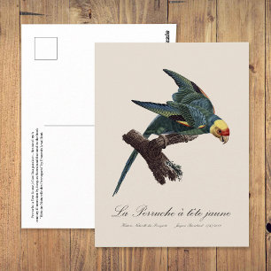 Perruche a Tete Jaune / Carolina parakeet Postcard
