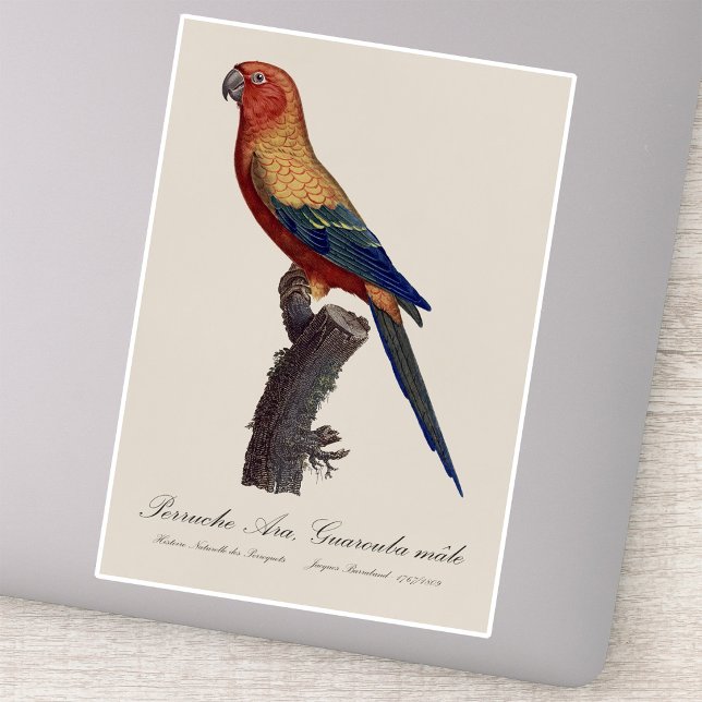 Perruche Ara, Guarouba  / Sun parakeet  (Sun Parakeet Male, Aratinga Solstitialis. Sticker)