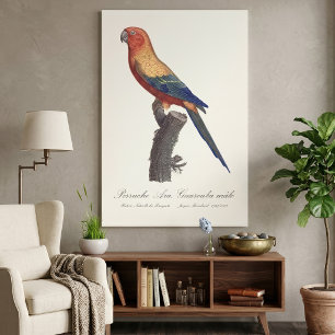 Perruche Ara, Guarouba  / Sun parakeet  Canvas Print